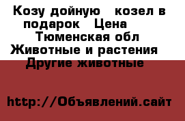 Козу дойную , козел в подарок › Цена ­ 5 - Тюменская обл. Животные и растения » Другие животные   